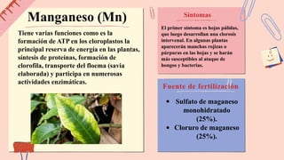 DEFICIENCIAS_NUTRICIONALES_PLANTAS.pptx