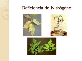 Deficiencia de Nitrógeno
 