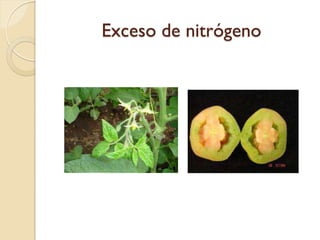 Exceso de nitrógeno
 