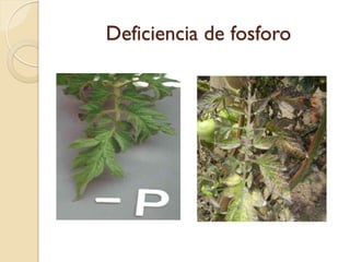 Deficiencia de fosforo
 
