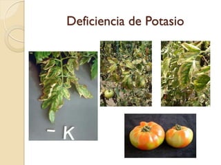 Deficiencia de Potasio
 