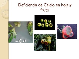 Deficiencia de Calcio en hoja y
             fruto
 