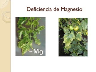 Deficiencia de Magnesio
 