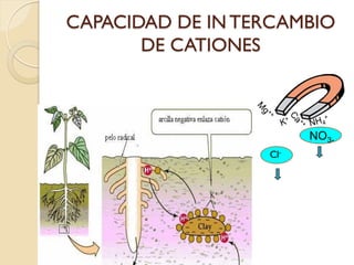 CAPACIDAD DE IN TERCAMBIO
       DE CATIONES



                        NO3-
                  Cl-
 