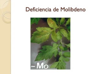 Deficiencia de Molibdeno
 