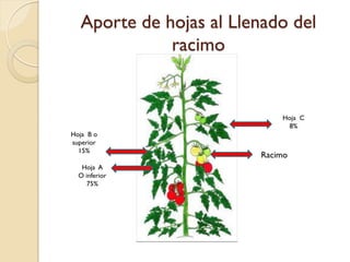 Aporte de hojas al Llenado del
             racimo


                            Hoja C
                             8%
Hoja B o
superior
  15%
                        Racimo
   Hoja A
  O inferior
     75%
 