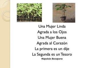 Una Mujer Linda
   Agrada a los Ojos
   Una Mujer Buena
   Agrada al Corazón
 La primera es un dije
La Segunda es un Tesoro
     Napoleón Bonaparte
 