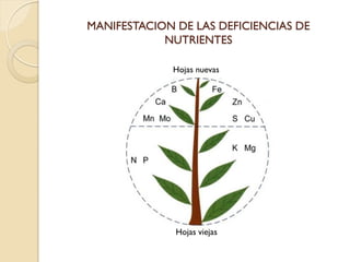 MANIFESTACION DE LAS DEFICIENCIAS DE
            NUTRIENTES

             Hojas nuevas




              Hojas viejas
 