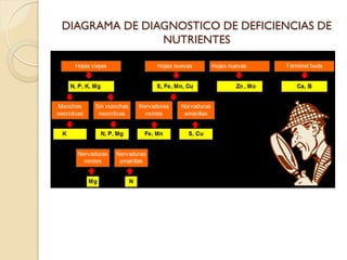DIAGRAMA DE DIAGNOSTICO DE DEFICIENCIAS DE
               NUTRIENTES
 