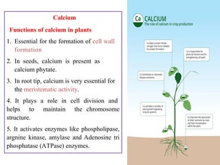 Nutrient deiciency and differences between disease and disorder | PPTX