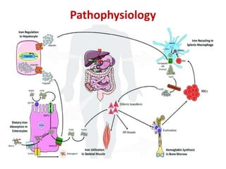 Pathophysiology
 