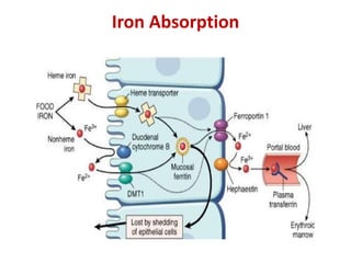 Iron Absorption
 