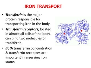 IRON TRANSPORT
• Transferrin is the major
protein responsible for
transporting iron in the body.
• Transferrin receptors, located
in almost all cells of the body,
can bind two molecules of
transferrin.
• Both transferrin concentration
& transferrin receptors are
important in assessing iron
status.
 