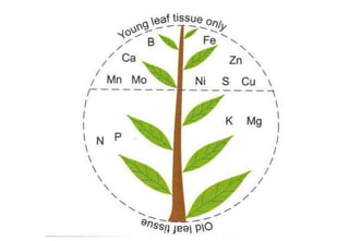 DEFICIENCY OF ESSENTIAL ELEMENTS IN DIFFERENT CROP.pptx