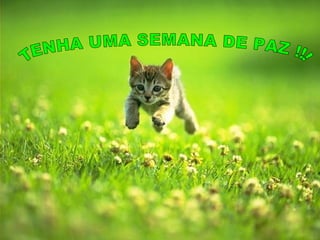 TENHA UMA SEMANA DE PAZ !!!  