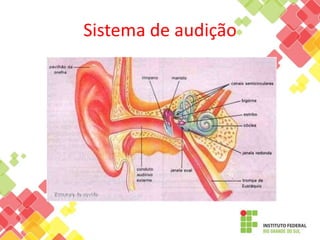 Sistema de audição
 