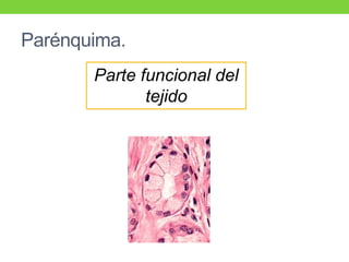 Parénquima.
Parte funcional del
tejido
 