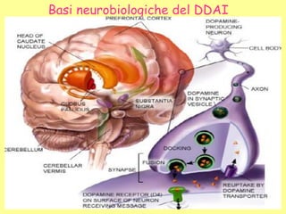 Basi neurobiologiche del DDAI
 