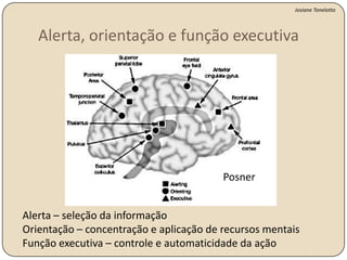 É a base de toda atividade mental como por exemplo pensamento, linguagem, resolução de problemas.