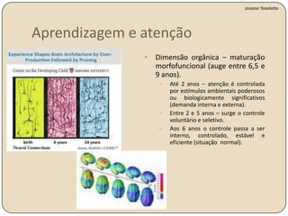Aspectos positivos: orientação exploração, concentração e vigilância