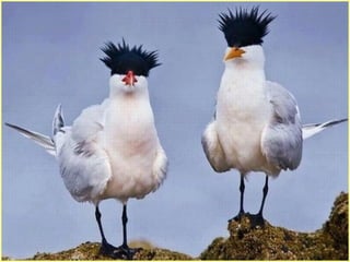 Defile de mode des oiseaux