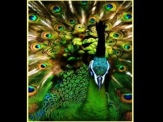 Defile de mode des oiseaux