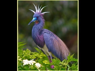 Defile de mode des oiseaux