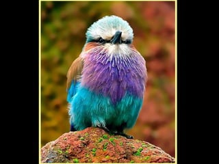 Defile de mode des oiseaux