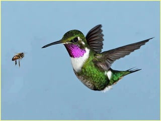 Defile de mode des oiseaux