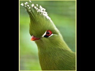 Defile de mode des oiseaux