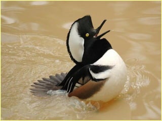 Defile de mode des oiseaux