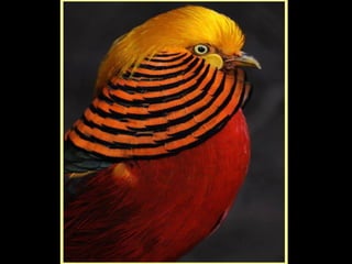 Defile de mode des oiseaux