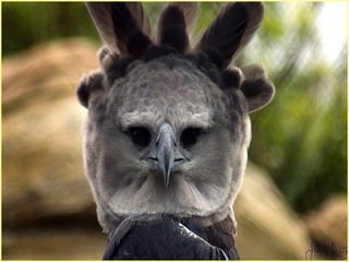 Defile de mode des oiseaux