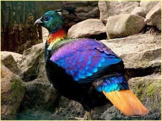 Defile de mode des oiseaux