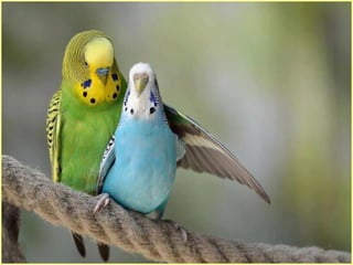 Defile de mode des oiseaux