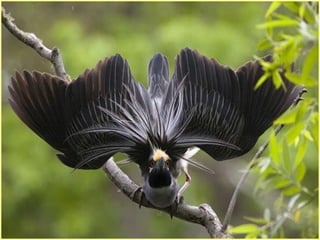 Defile de mode des oiseaux