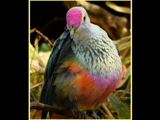Defile de mode des oiseaux