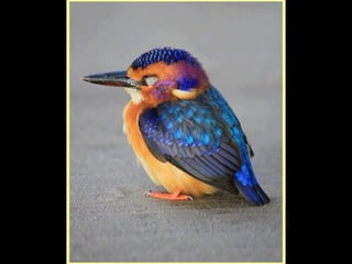 Defile de mode des oiseaux