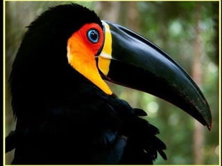 Defile de mode des oiseaux