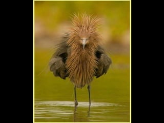 Defile de mode des oiseaux
