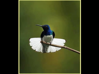 Defile de mode des oiseaux