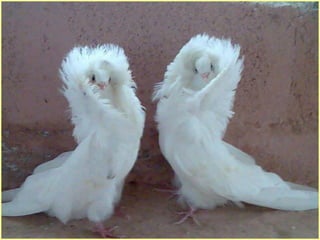 Defile de mode des oiseaux