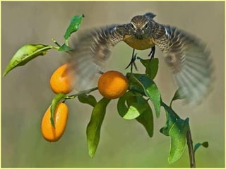 Defile de mode des oiseaux