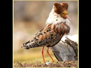 Defile de mode des oiseaux