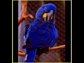 Defile de mode des oiseaux