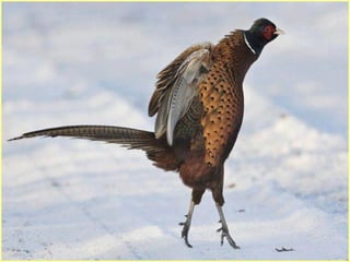 Defile de mode des oiseaux