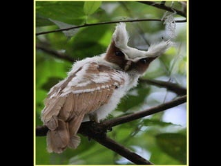 Defile de mode des oiseaux