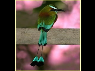 Defile de mode des oiseaux