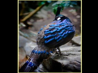 Defile de mode des oiseaux