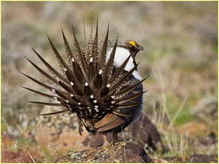 Defile de mode des oiseaux